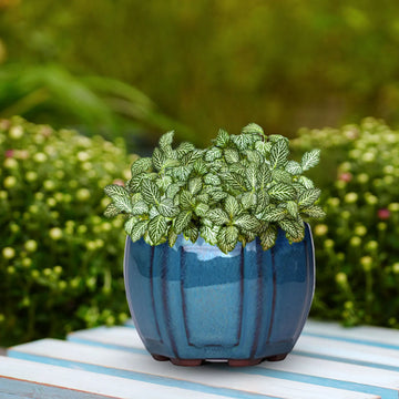 The Hera Vase